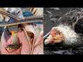 Why Some Birds Will Never See Heaven