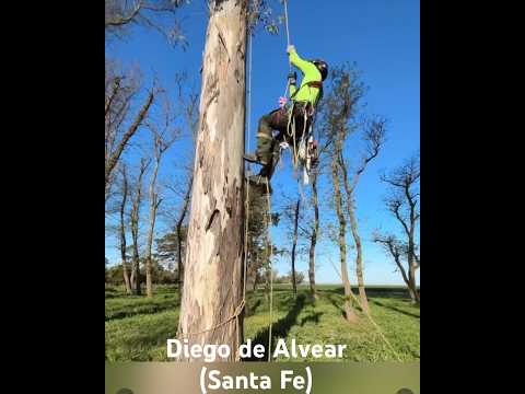 Diego de Alvear (Santa Fe) volvemos pronto a continuar con el eucaliptos… #podaenalturaprofesional