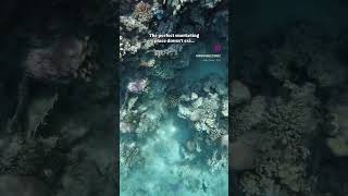 Snorkeling in the Red Sea, Hurghada, Egypt #hurghadatours #egypt