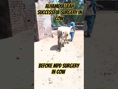 #mpd #سرن #sarni #before  MPD surgery in cow #after MPD surgery in cow #shernil#medial patellar