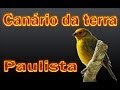 Canário da terra canto Paulista gravado ao vivo na natureza para ensinamento de filhotes
