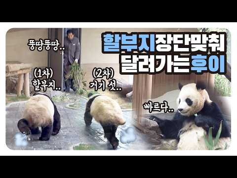 두 번이나 송바오한테 달려간 후이, 할부지 장단 맞춰서 뚱땅⏰할부지 나올 시간 알아요