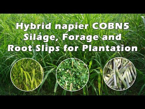 Rivashaa natural hybrid napier grass seeds, for agriculture,...