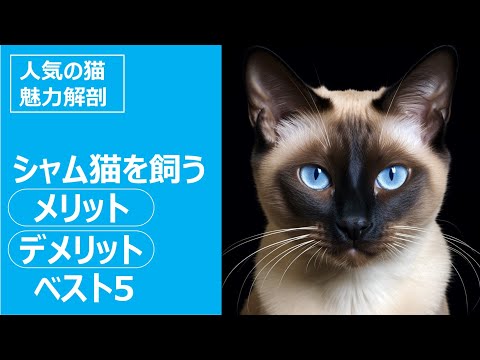 シャム猫の病気