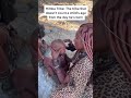 The Himba Tribe Preserving Old Ways Of Living