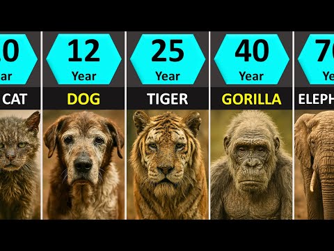 Animal Lifespans Compared: Shortest to Longest