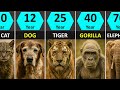 Animal Lifespans Compared Shortest To Longest
