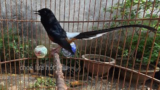 Download lagu Chòe lửa kích lửa DÌU BỔI HÓT Mau RA GIỌNG Kích chòe lửa hót nhiều giọng hay.chòe lửa hót mp3 Download lagu Chòe lửa kích lửa DÌU BỔI HÓT Mau RA GIỌNG Kích chòe lửa hót nhiều giọng hay.chòe lửa hót mp3