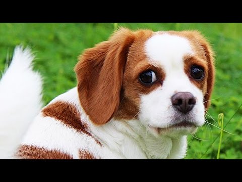 Nu știai că există aceste rase de câini! Poți să ghicești ce erau părinții lor?