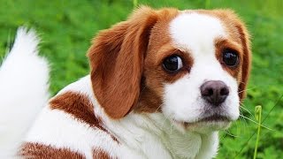 7 Adorable Crossbreed Dogs You Never Knew Existed