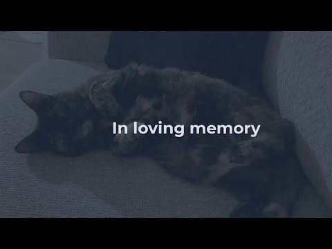 Cat memorial video: In loving memory of Cinder Cat (RIP 2023)
