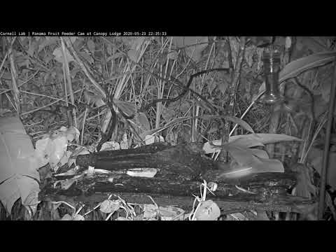 Many Nectar Bats Taking Their Evening Meal At The Panama Fruit Feeder – May 23, 2020