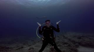 Diving with Sharks in the Bahamas