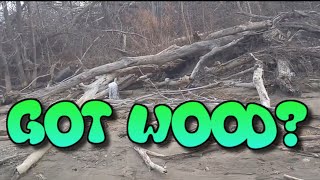 Got Wood #FishFam #Fishtube #Aquariums