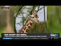 2 Year Old Giraffe Named Zara Arrives At The Detroit Zoo