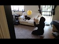 Barney The Dog In Training For Liverpool FC Funny Or Talented YOU DECIDE
