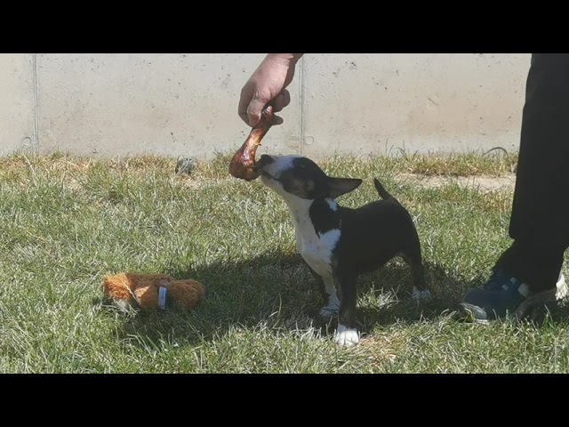 Mini Bullterrier welpen kaufen