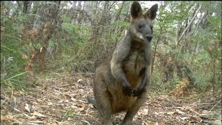 Camera Trapping Wildlife Surveys