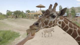 How to Give Zoo Animals Medicine