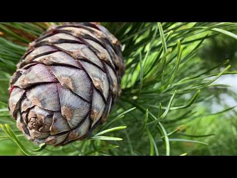 Nötträd på Knaludden i början av juli