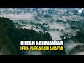 Hutan Kalimantan Surga Terakhir Asia Yang Lebih Tua Dari Hutan Amazon