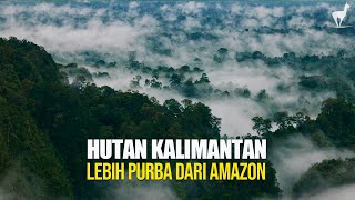 Download lagu Hutan Kalimantan: Surga Terakhir Asia yang Lebih Tua dari Hutan Amazon mp3