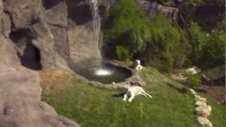 preview picture of video 'Cat Canyon Commercial - Cincinnati Zoo'
