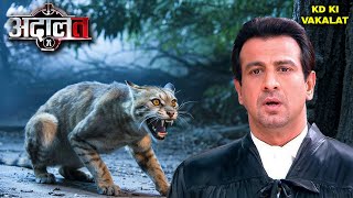 Download lagu KD का सामना हुआ एक खतरनाक कातिल बिल्ली से! | Adaalat | New Episode 2025 | Crime Series mp3