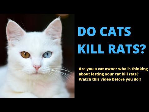 Do Cats Kill Rats? (The Truth Will Surprise You)
