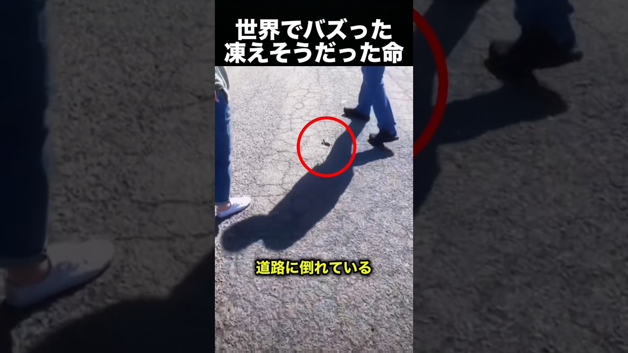 【感動】優しさがつないだ奇跡の物語！