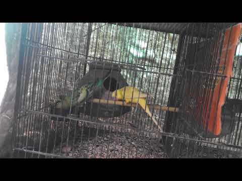 Adeeba birds farm & pets