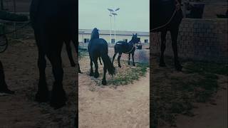 Download lagu Horse breeding | horse breeds | horse mating process | horse educational shorts mp3