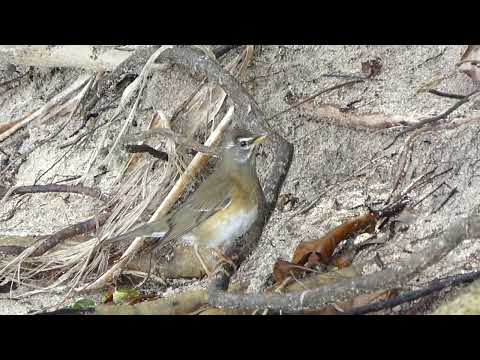 Eyebrowed Thrush, Turdus obscurus, Mantanani Island, Sabah, Borneo, Malaysia, 17 Dec 2013 (1/3)