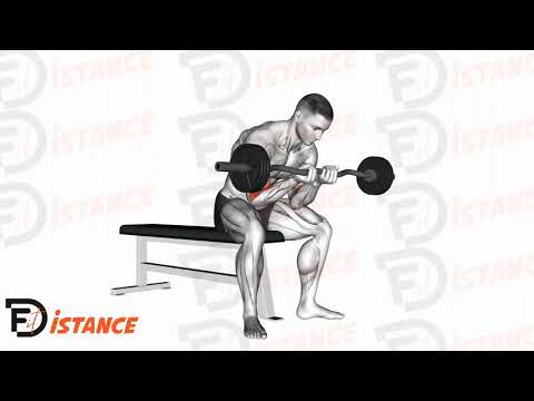 Exercice Curl concentré avec barre EZ en position assise, prise serrée