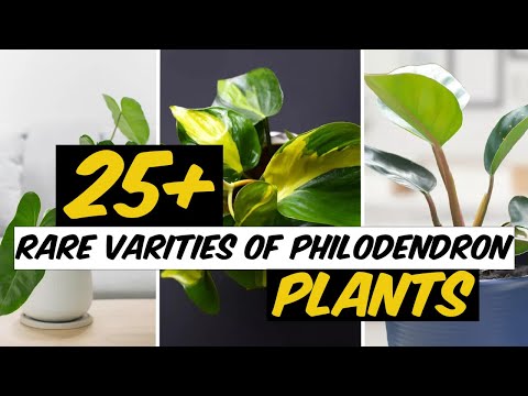27 Rare Varieties of Philodendron Plants - The Planet of Greens
