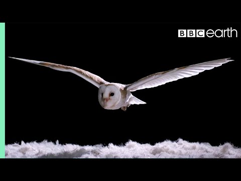 Experiment! How Does An Owl Fly So Silently? | Super Powered Owls | BBC