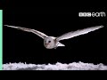 Experiment! How Does An Owl Fly So Silently? | Super Powered Owls | BBC