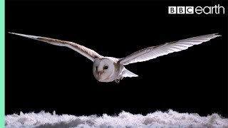Experiment! How Does An Owl Fly So Silently? | Super Powered Owls | BBC