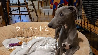 Mukie the whippet