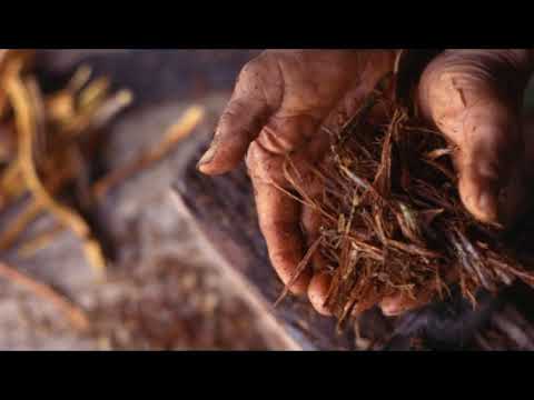 Olha a canção - Maria Damião - Bateção Feitio