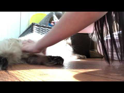 Trimming Ragdoll Cat’s belly hair for birth