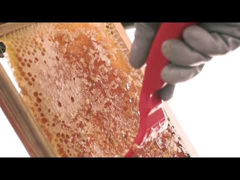 Ilanga Nature - L'aventure du Miel à Madagascar