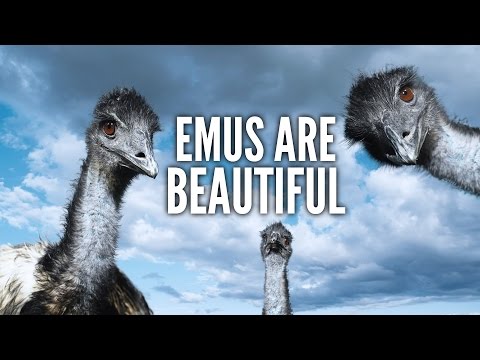 ♪ Emus are Beautiful ♪