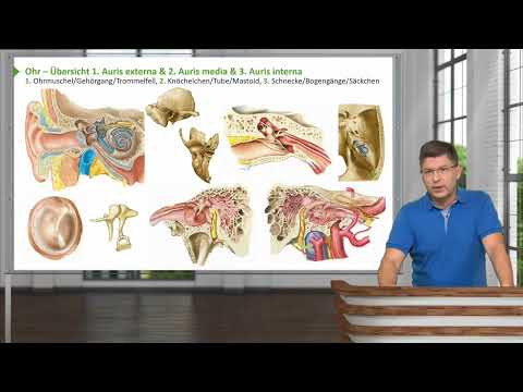 Anatomie I Ohr (Makroskopie, Histologie, Embryologie): Übersicht Äußeres Ohr I Prof. Dr. med. Wirth