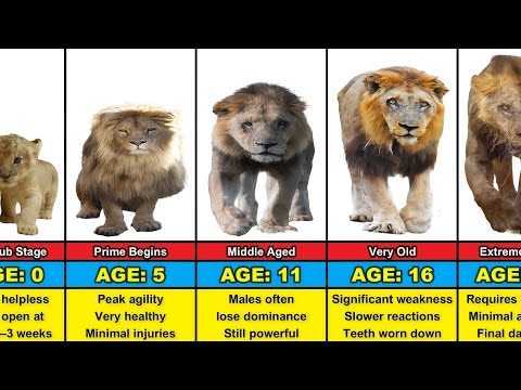 Average Lion Transformation From 0 to 20 Years Old
