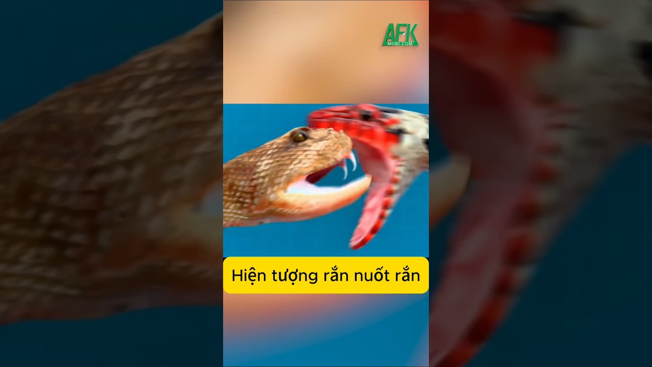 Hiện tượng rắn nuốt rắn