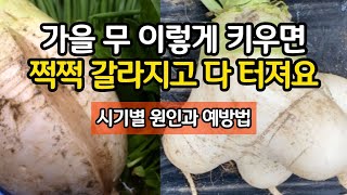 가을 무 이렇게 키우면 쩍쩍 갈라지고 다 터져요 - 시기별 원인과 예방법(김장무 열근과 기근 예방법)