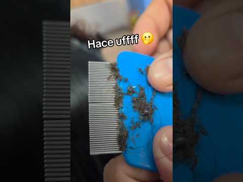 Miss didn't use her nit comb to remove #lice and #nits.