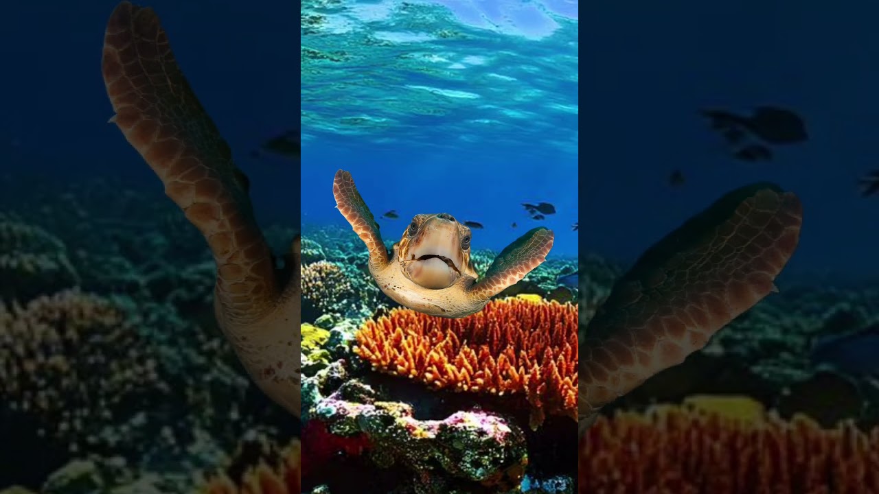 Fofura marinha!