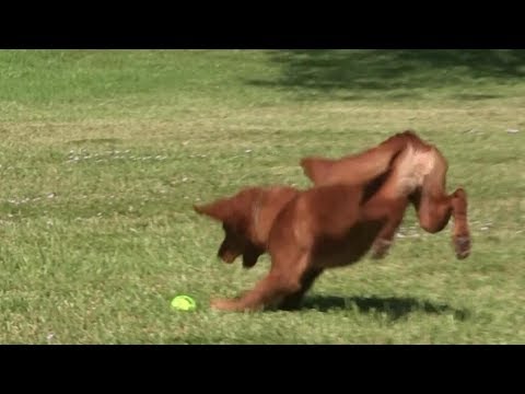 How to build a puppy or dogs PLAY DRIVE!